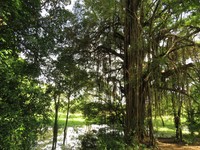 Ficus pallida