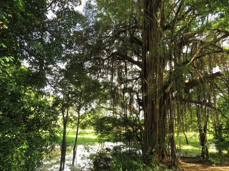 Ficus pallida