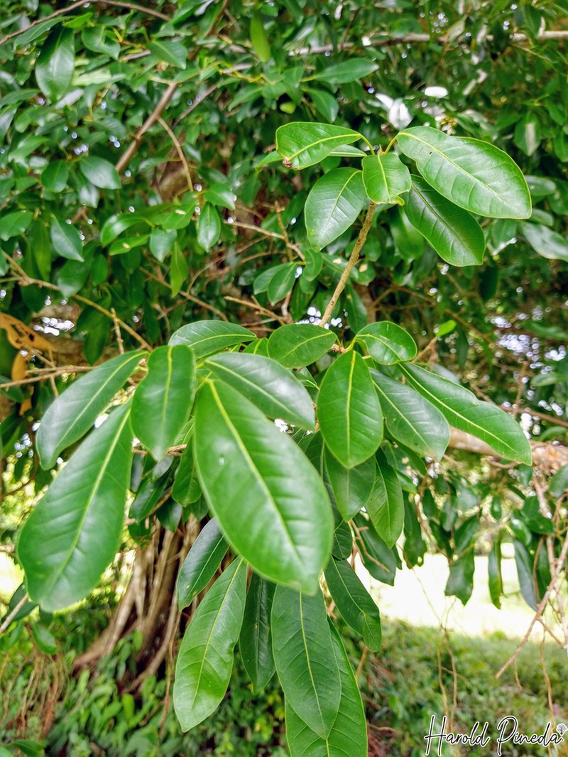 Ficus pallida photo 2