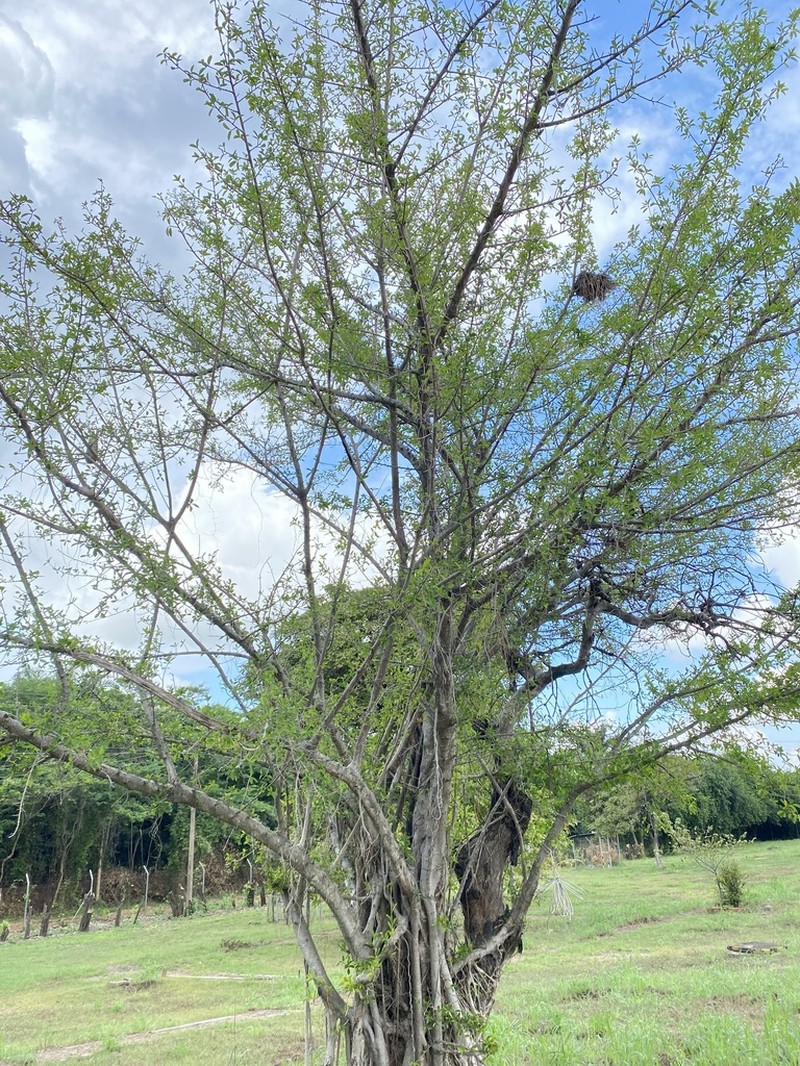 Ficus pallida photo 3