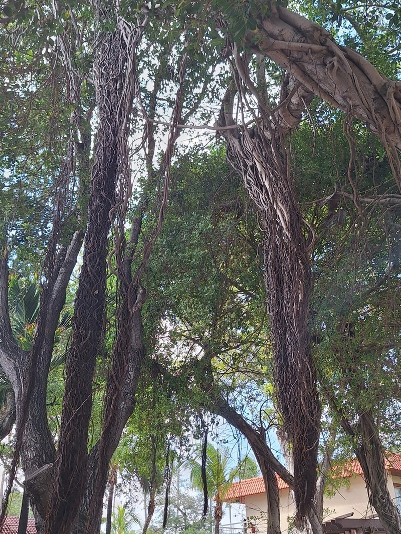 Ficus pallida photo 4