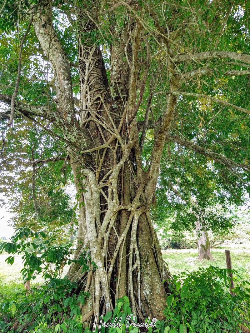 Ficus pallida photo 5