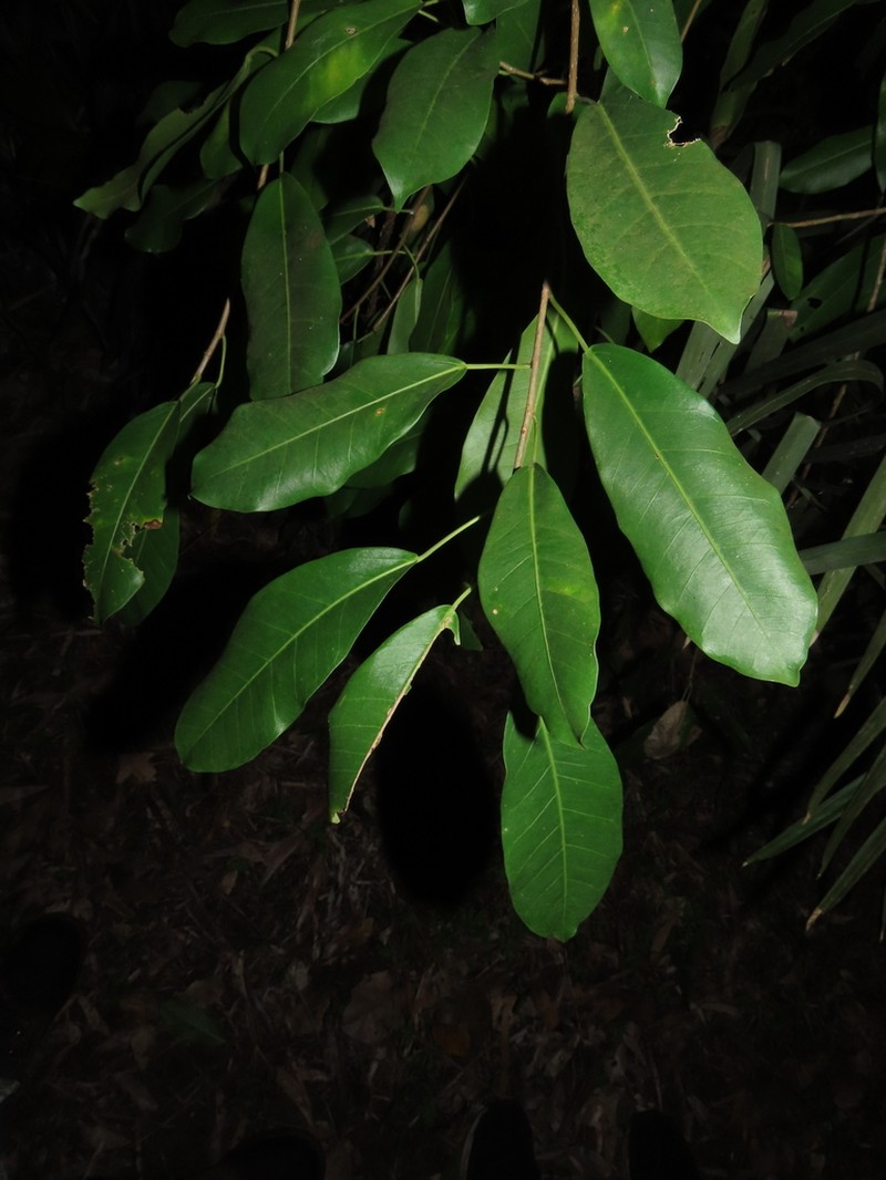 Ficus pallida photo 6