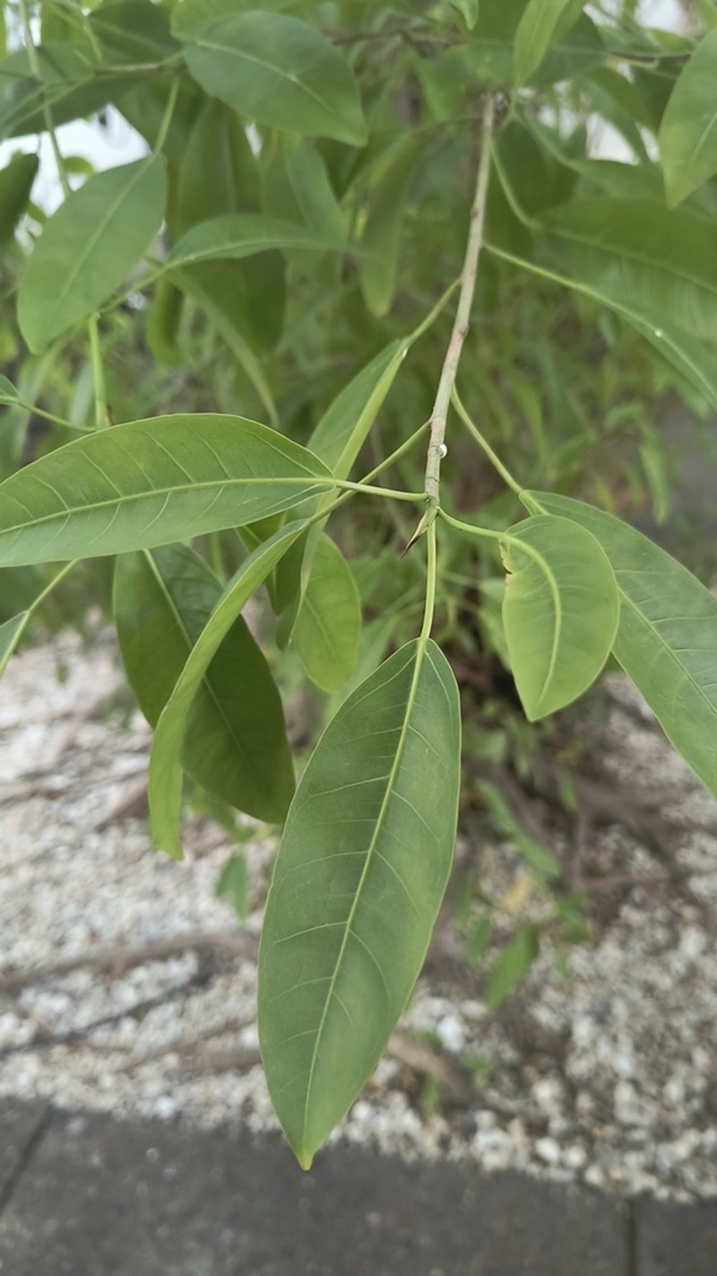 Ficus pallida photo 7