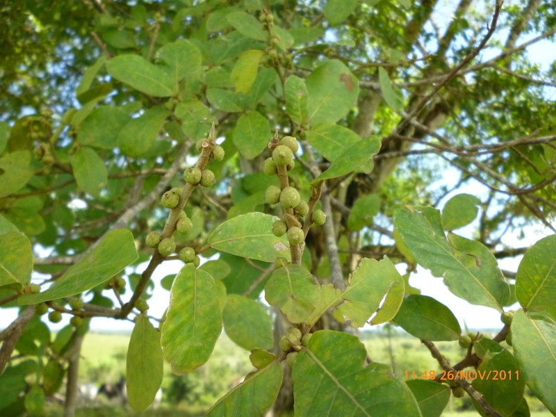 Ficus pallida photo 8