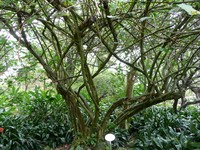 Punjab Fig