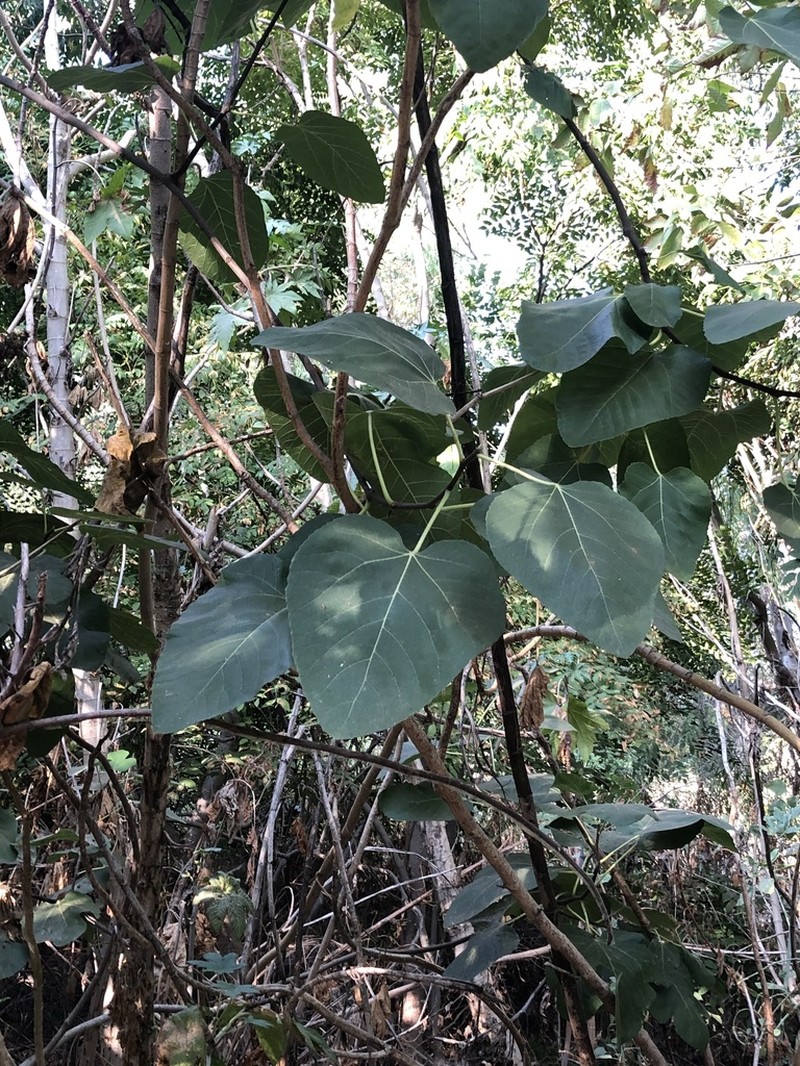 Punjab Fig photo 2