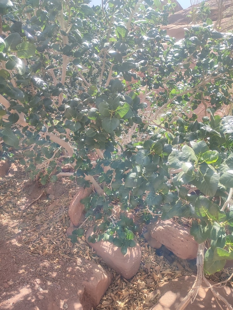 Punjab Fig photo 4