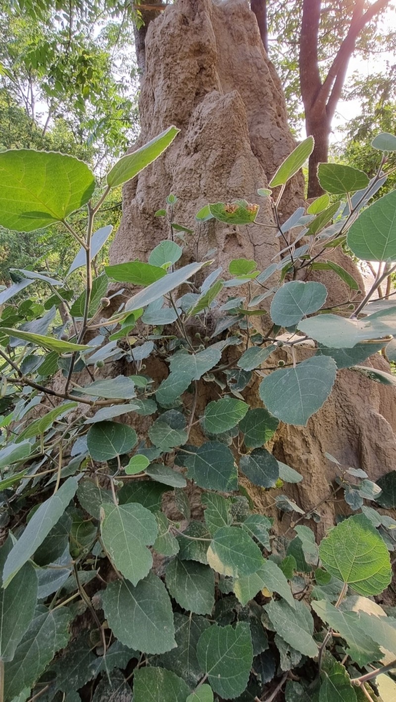 Punjab Fig photo 6