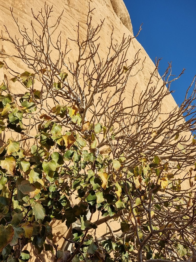 Punjab Fig photo 7