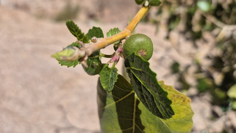 Ficus palmata subsp. virgata