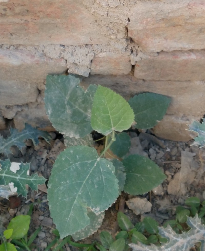 Ficus palmata subsp. virgata photo 2