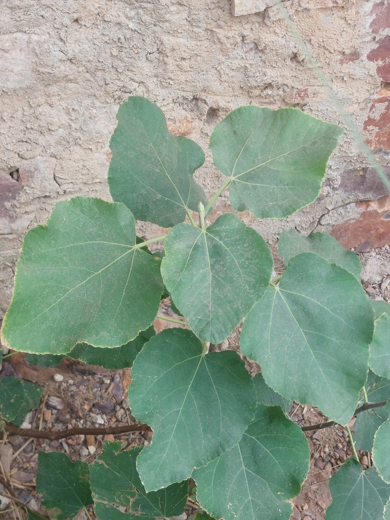 Ficus palmata subsp. virgata photo 3