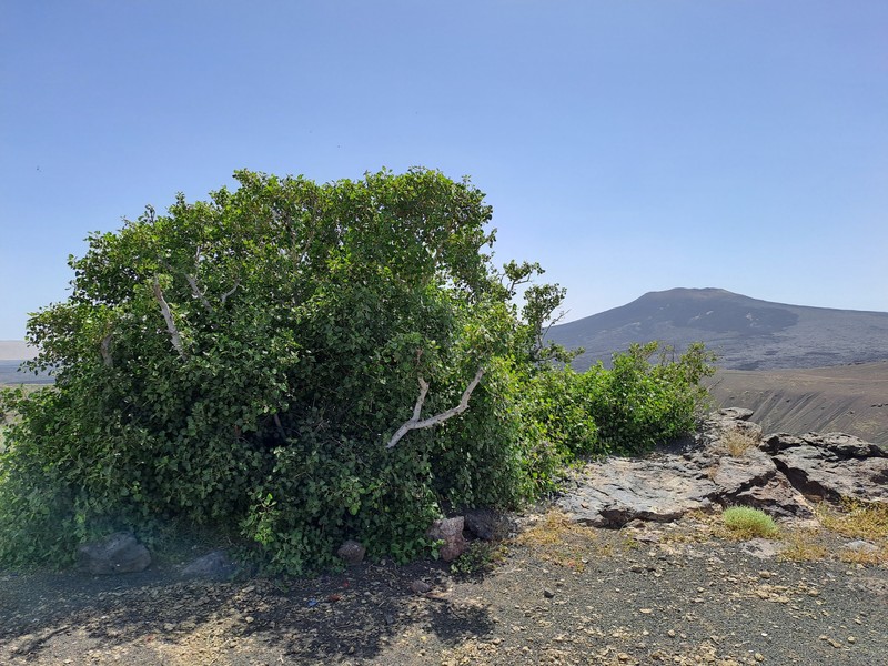 Ficus palmata subsp. virgata photo 4