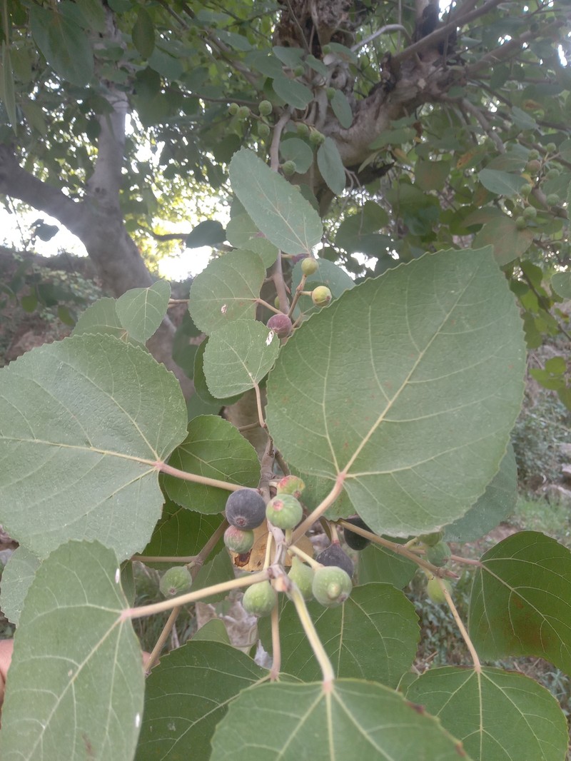 Ficus palmata subsp. virgata photo 5