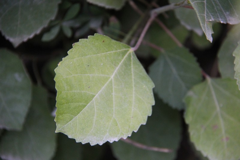 Ficus palmata subsp. virgata photo 6