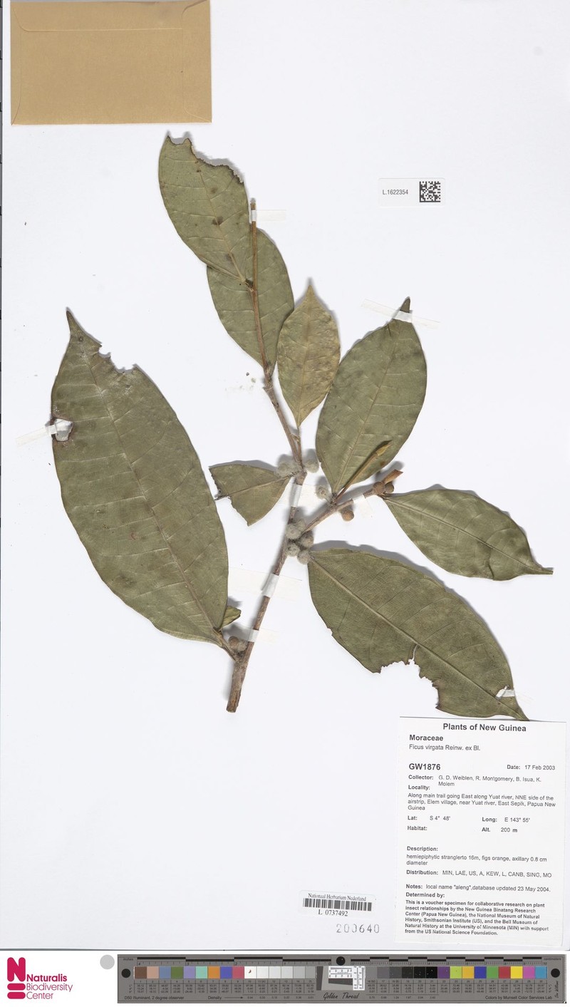 Ficus palmata subsp. virgata photo 8