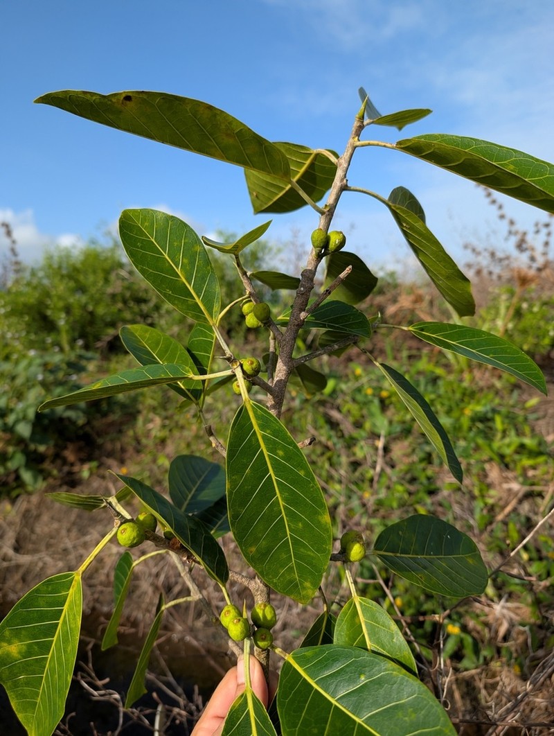 Ficus paludica