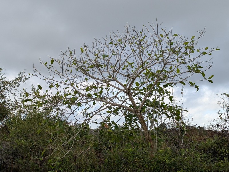 Ficus paludica photo 2
