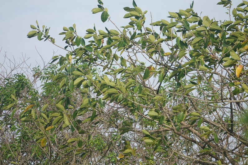 Ficus paludica photo 3