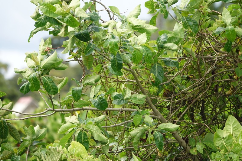 Ficus paludica photo 4