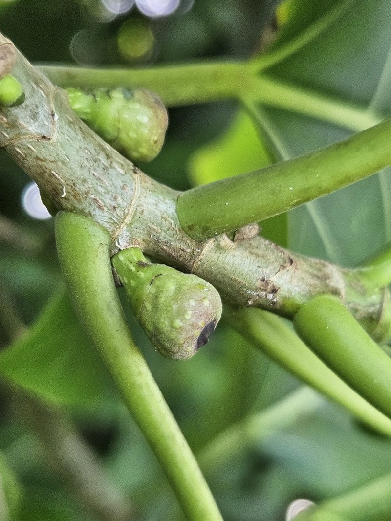 Ficus paludica photo 6