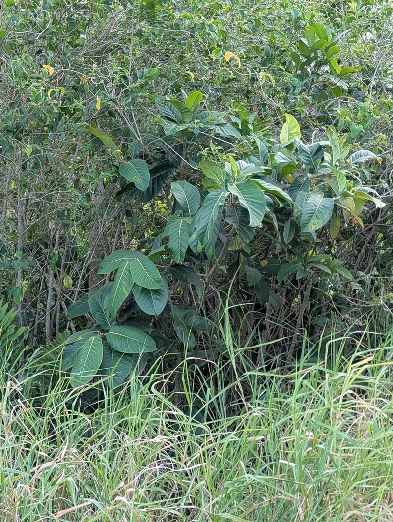 Ficus paludica photo 7