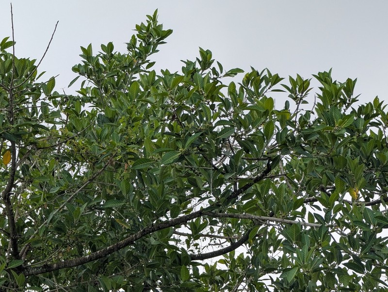 Ficus paludica photo 8