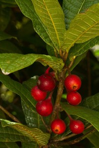 Ficus pancheriana