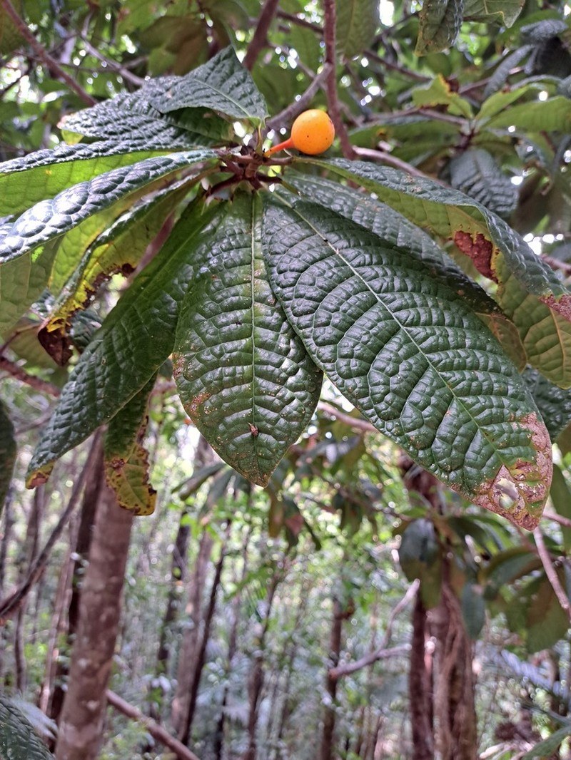 Ficus pancheriana photo 2