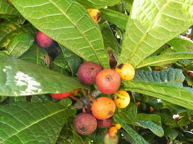 Ficus pancheriana photo 3