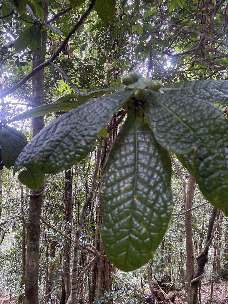 Ficus pancheriana photo 4