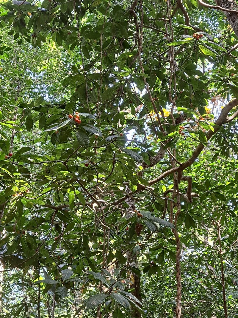 Ficus pancheriana photo 5