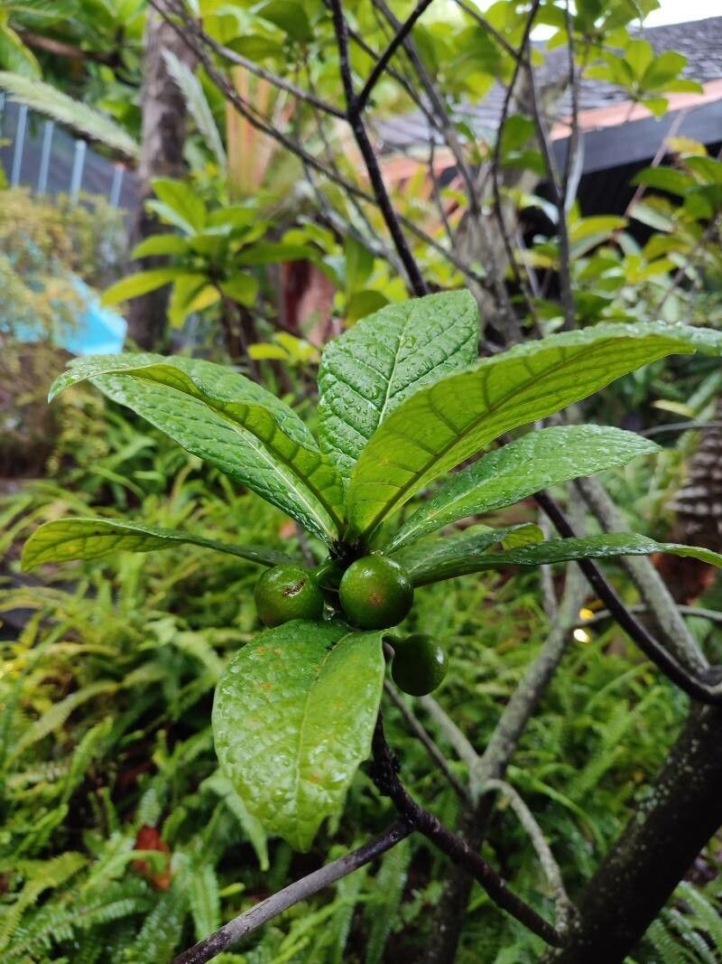 Ficus pancheriana photo 6