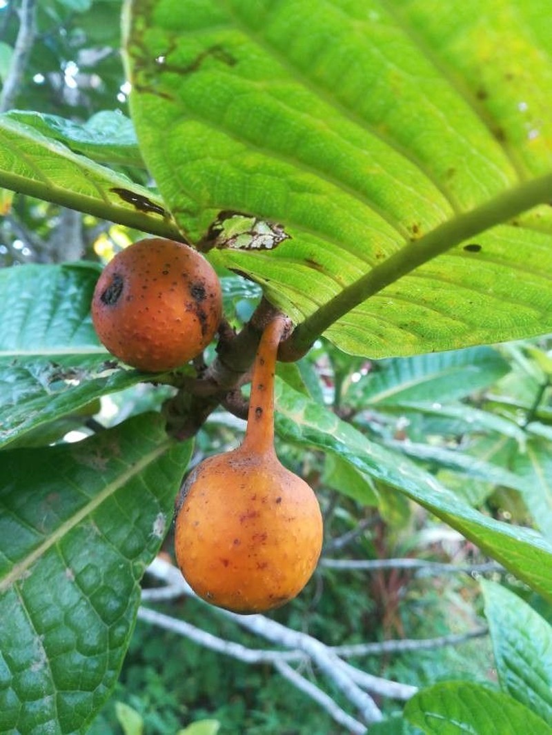 Ficus pancheriana photo 7