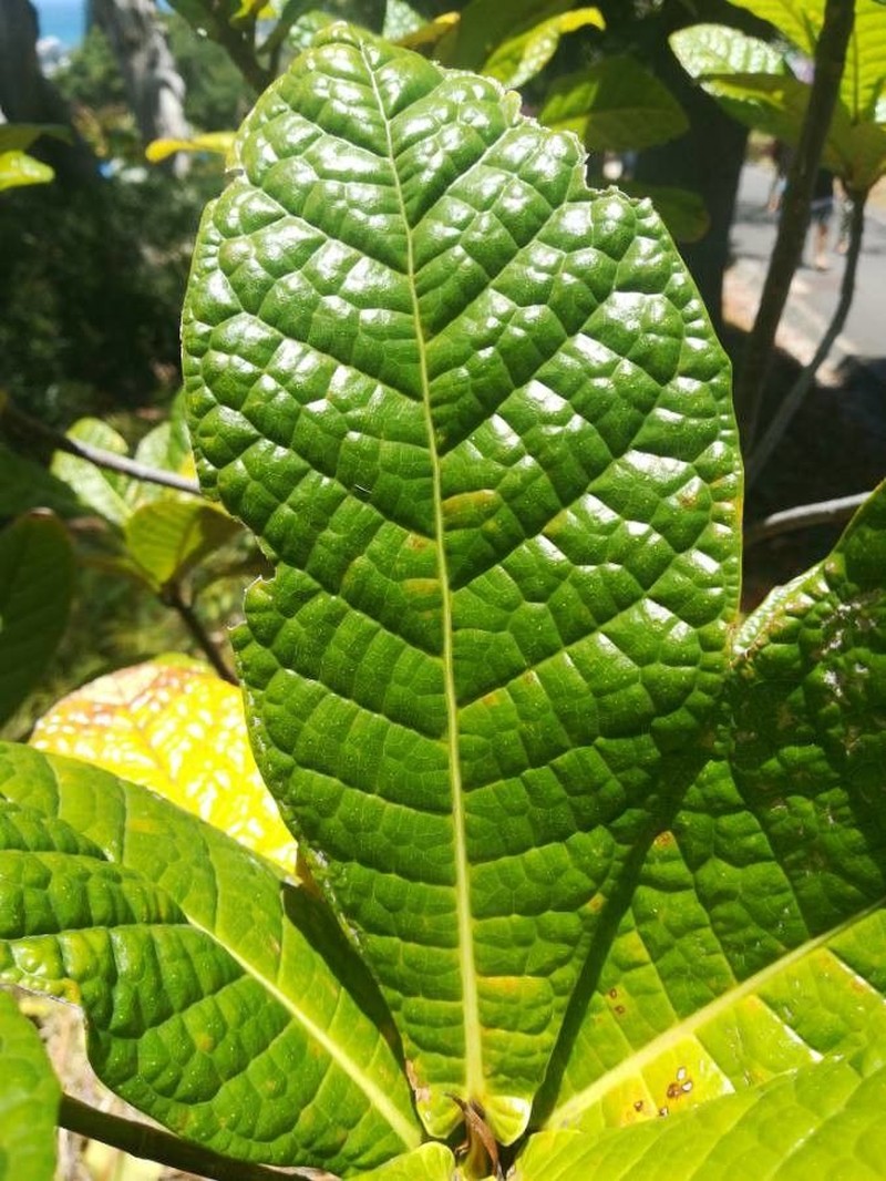 Ficus pancheriana photo 8