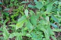 Ficus pandurata