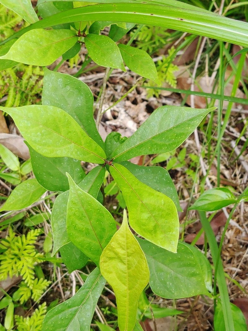 Ficus pandurata photo 2