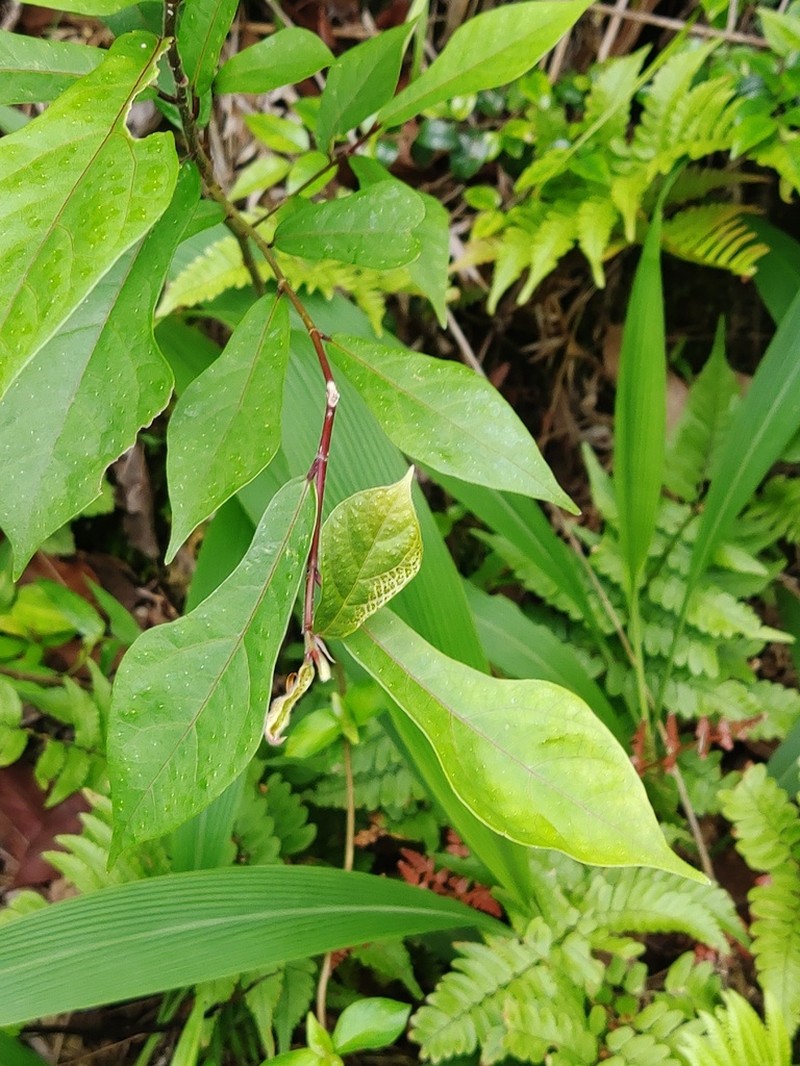 Ficus pandurata photo 3