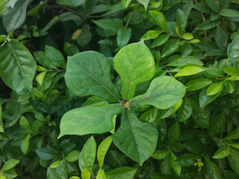 Ficus pandurata photo 5