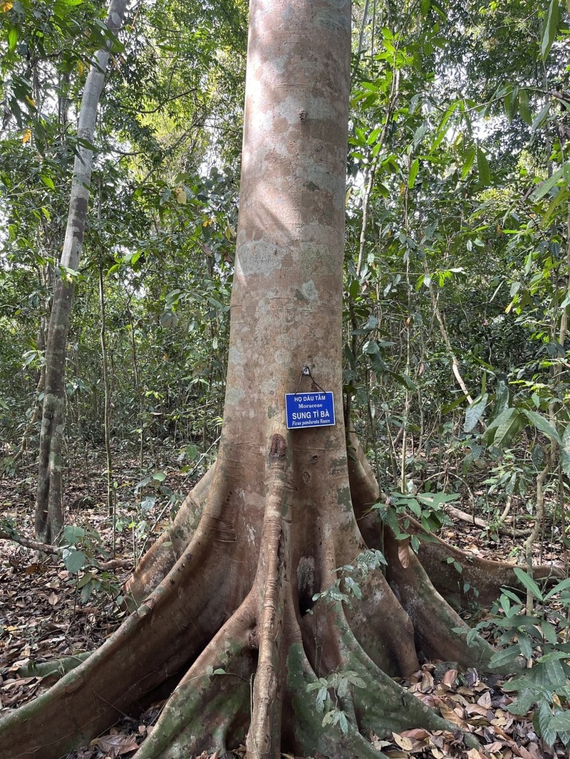 Ficus pandurata photo 7