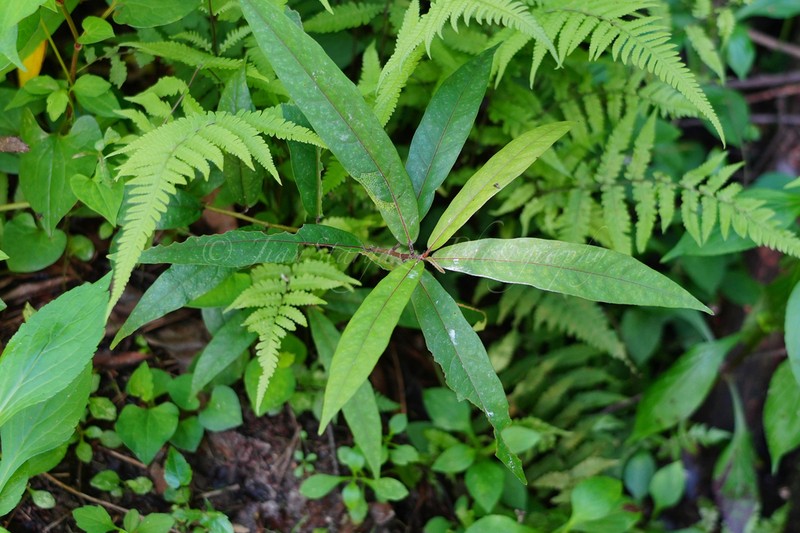 Ficus pandurata photo 8