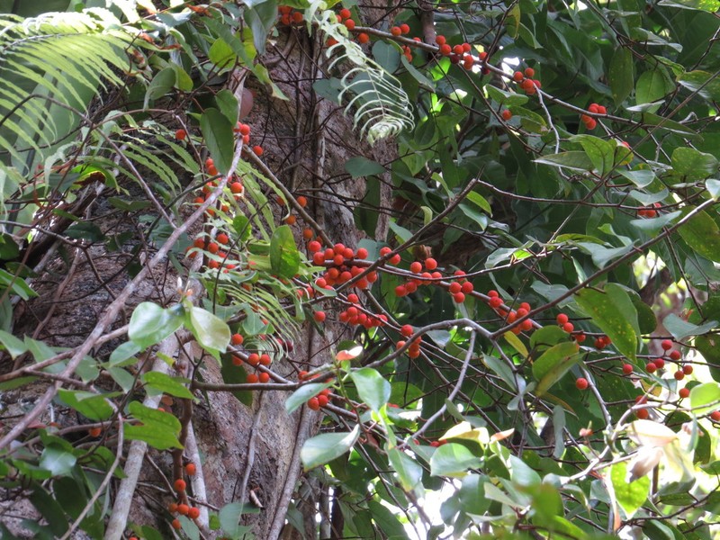 Ficus pantoniana photo 2