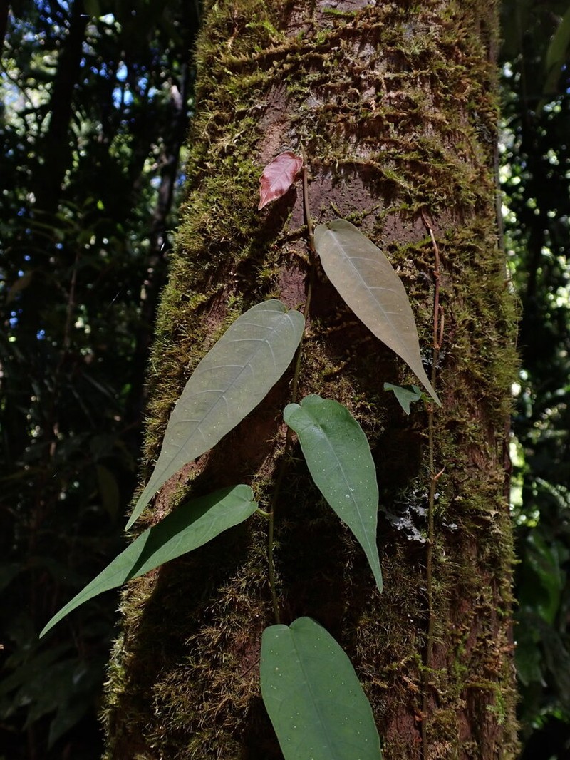 Ficus pantoniana photo 5