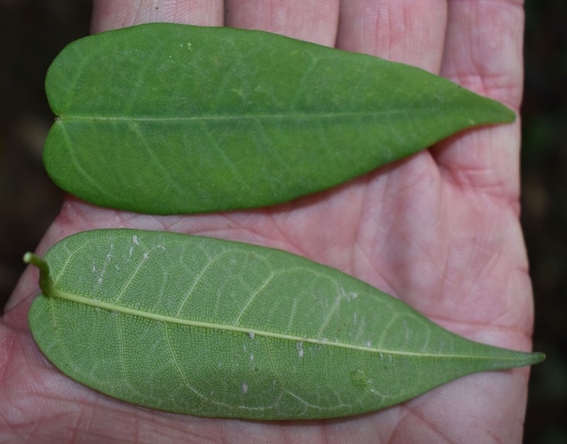 Ficus pantoniana photo 6