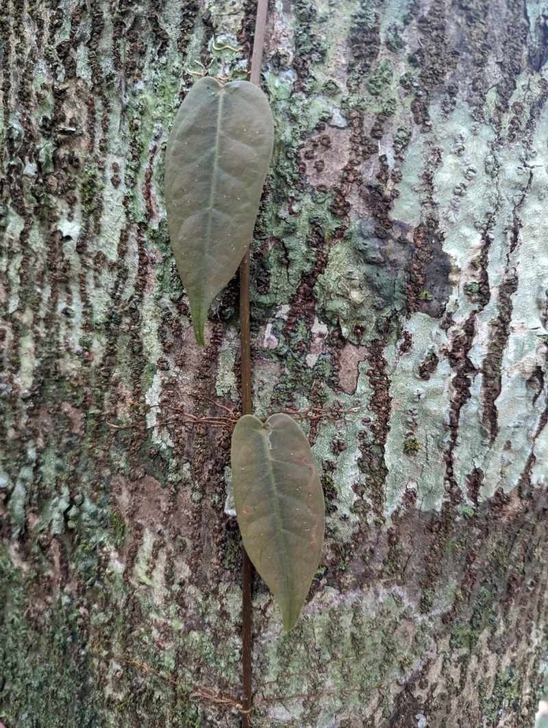 Ficus pantoniana photo 7