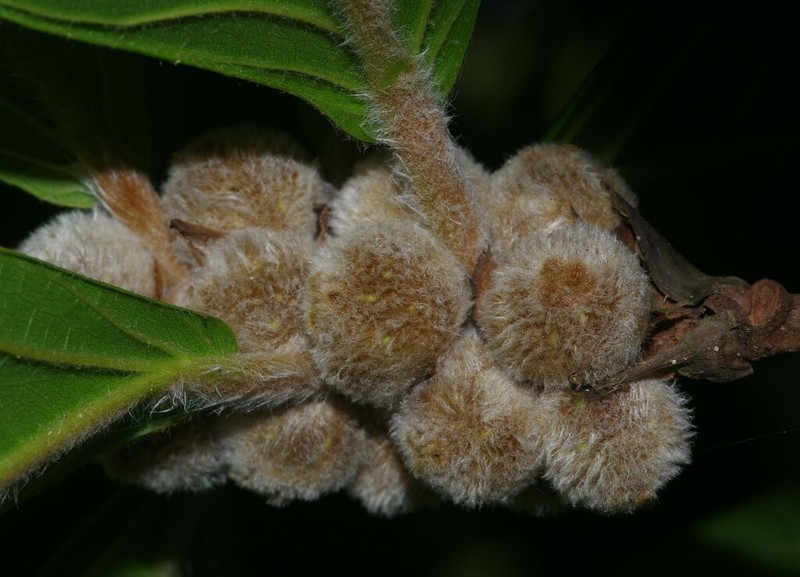 Ficus panurensis