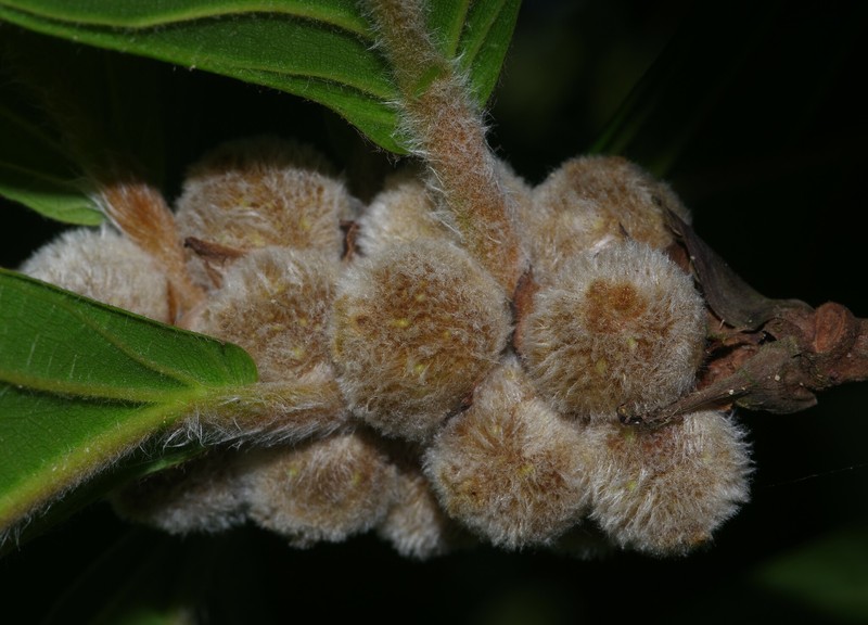 Ficus panurensis photo 3