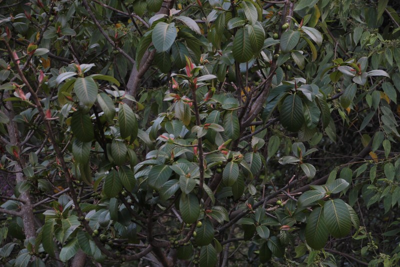Ficus panurensis photo 4