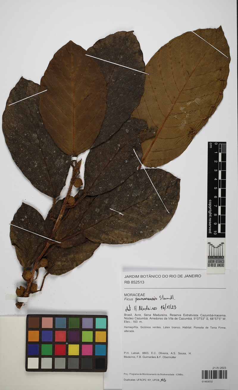 Ficus panurensis photo 5